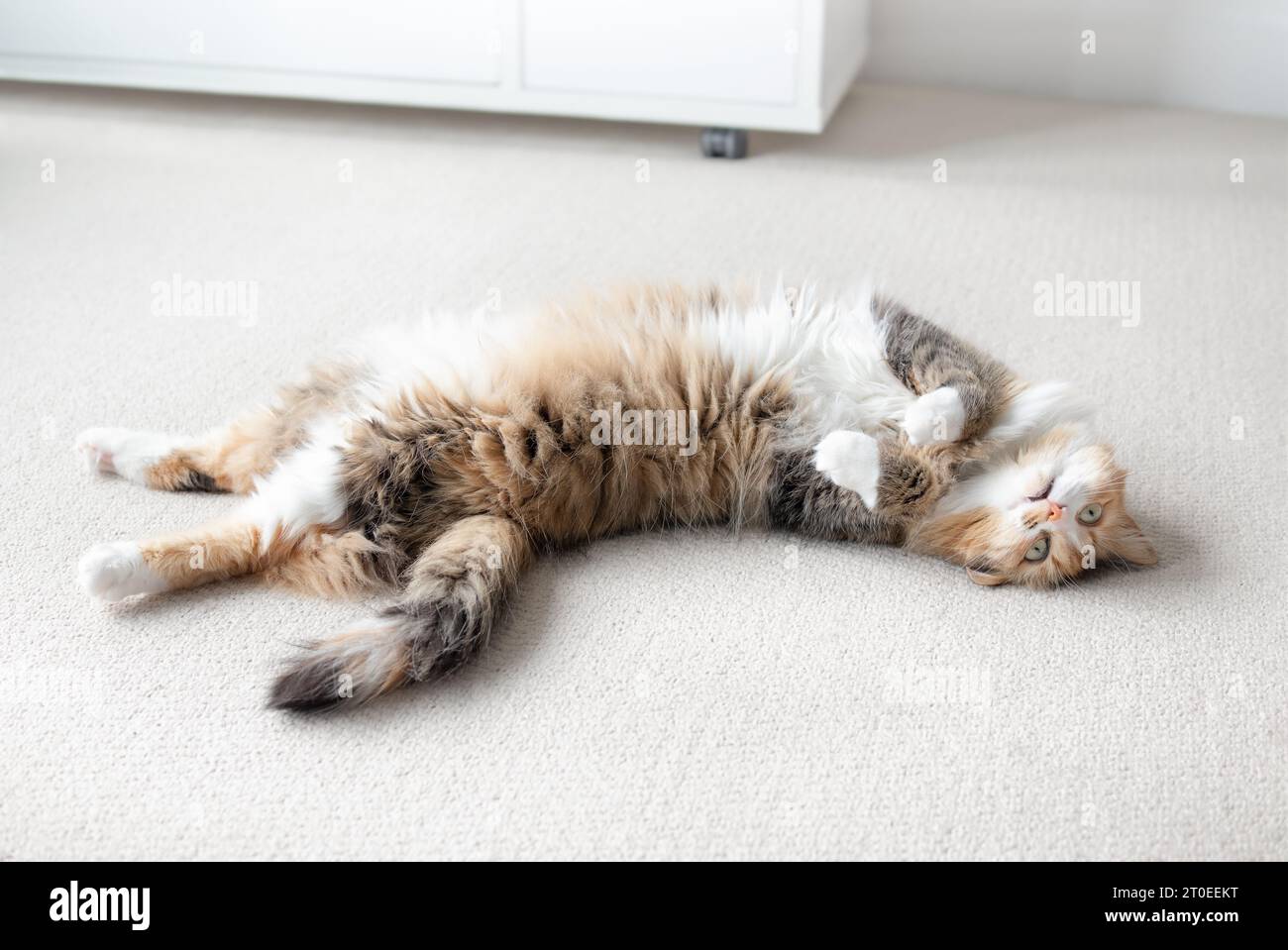 Ridicule f Banque de photographies et d’images à haute résolution Alamy