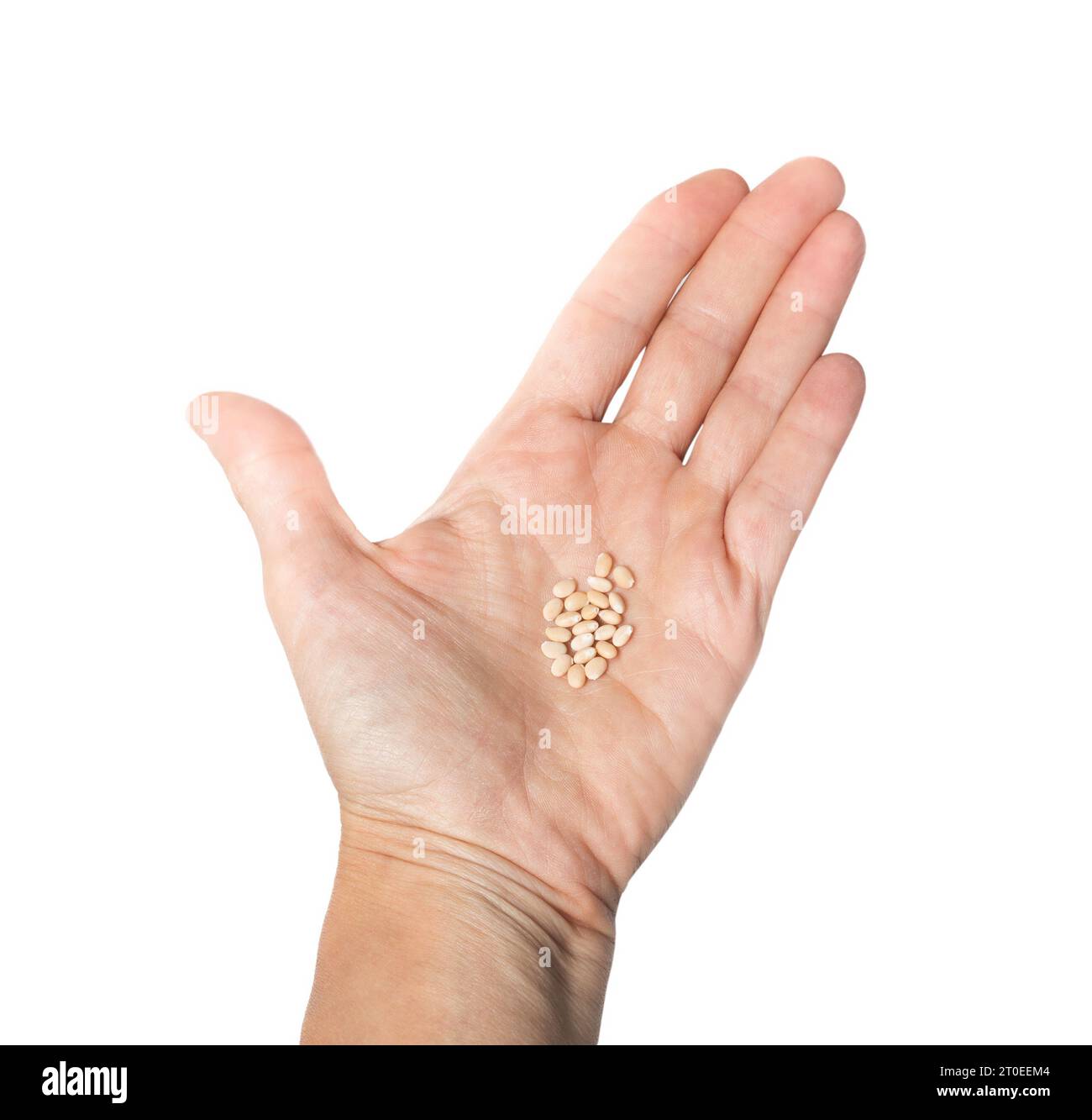 Pile de graines de fleurs sauvages dans la paume de la main. Lupin Pink graines de fée récoltées ou récoltées à partir de gousses. prêt à stocker pendant l'hiver. Groupe de petit jaune f Banque D'Images