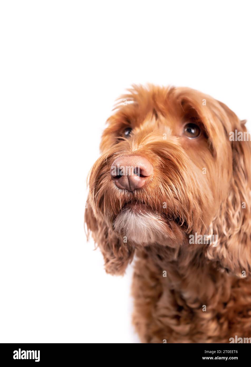 Chien Labradoodle regardant vers le haut avec une attention sélective sur le nez et la bouche. Mignon chien femelle moelleux avec le nez rose et les sourcils adorables, à la recherche de questions ou Banque D'Images