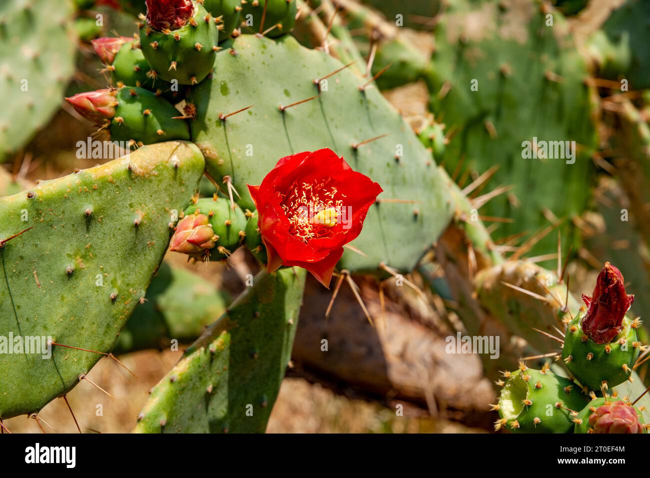 Fleur de cactus, plante, région, Turquie Banque D'Images