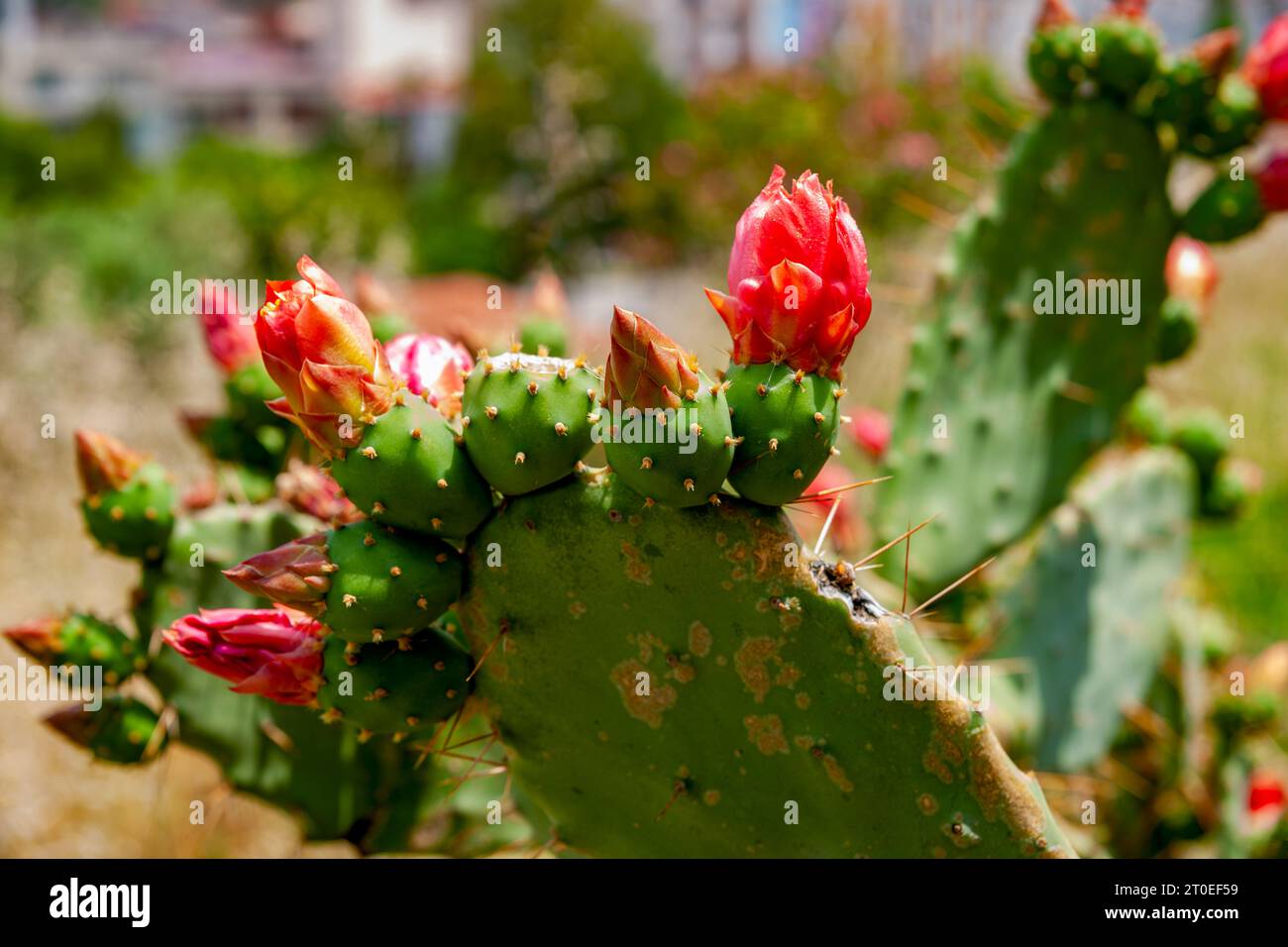 Fleur de cactus, plante, région, Turquie Banque D'Images