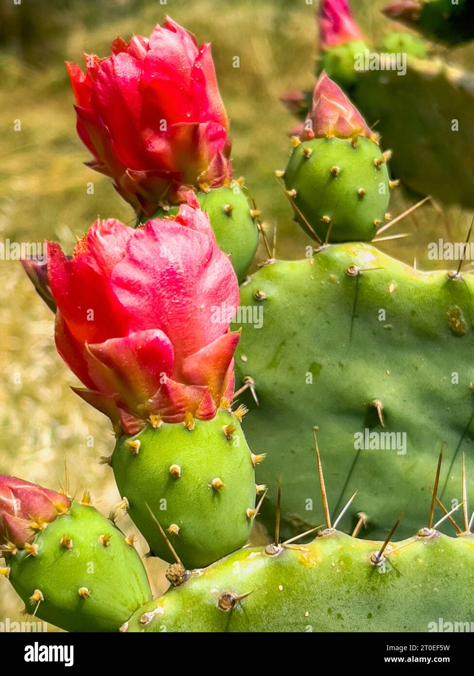 Fleur de cactus, dinde Banque D'Images