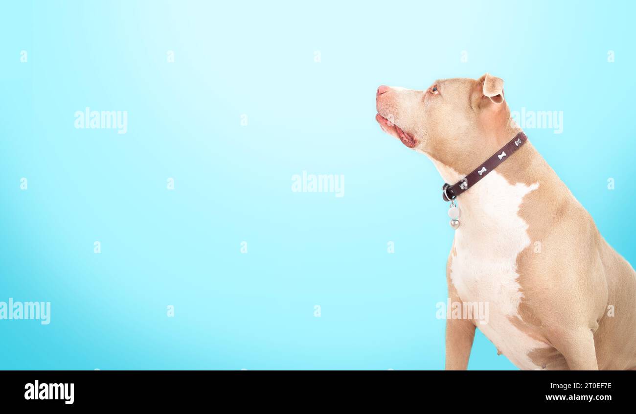 Grand chien regardant vers le haut avec fond bleu. Profil latéral de grand chien assis et attendant de la nourriture ou regardant le propriétaire. Pi femelle américaine de 10 ans Banque D'Images