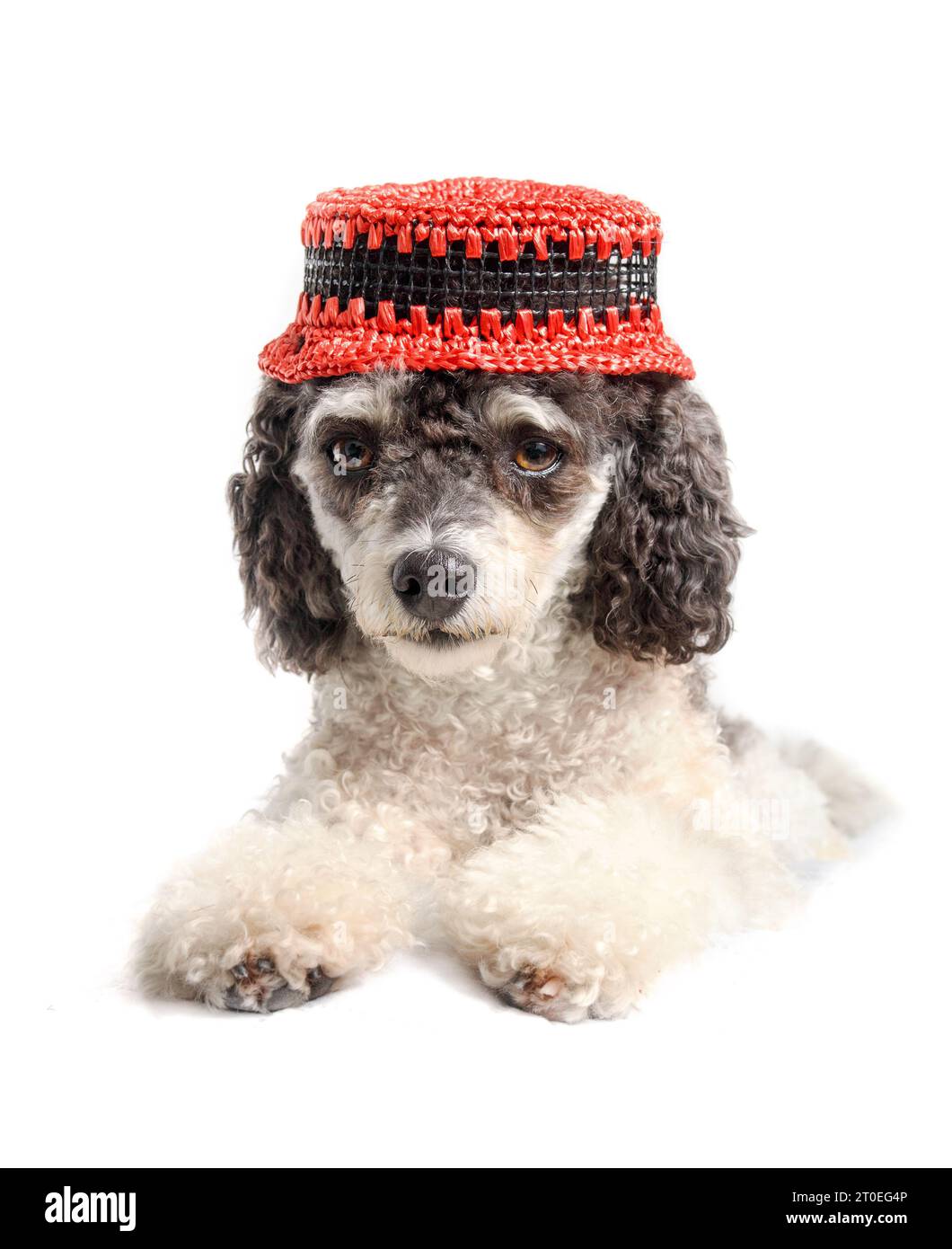 Chien sérieux portant un chapeau en regardant la caméra. Mignon petit caniche miniature noir et blanc couché avec les pattes étirées sur le sol tout en weari Banque D'Images