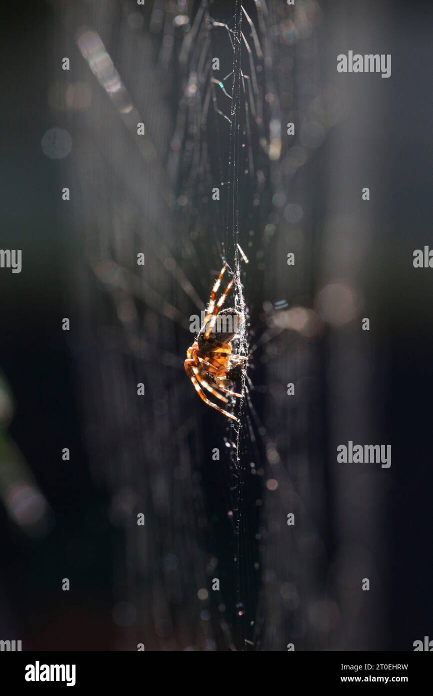 Araignée de jardin (Araneus diadematus) en toile Banque D'Images