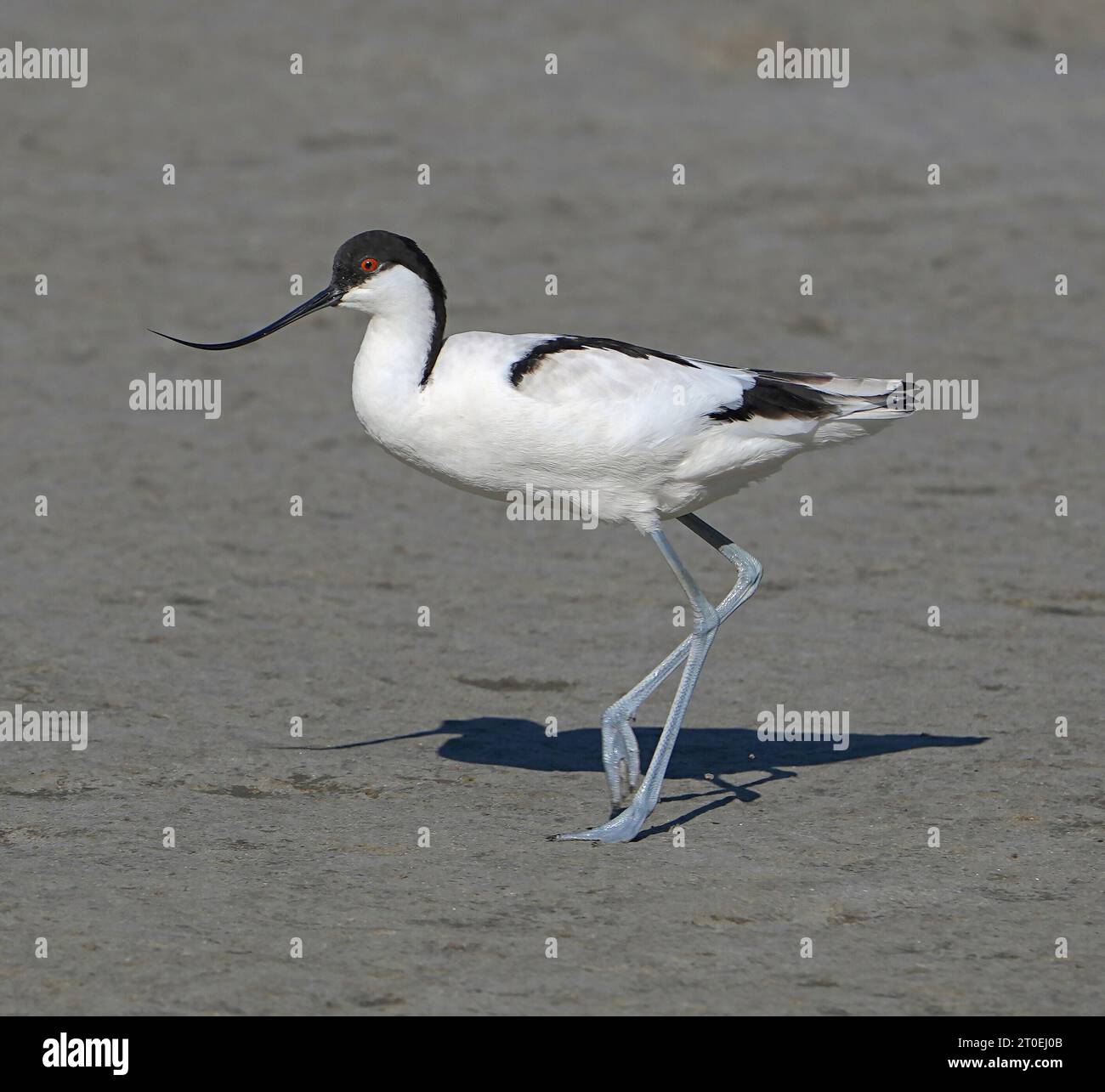 Pied Avocet (Recurvirostra avosetta), plumage adulte, Cape Town, Afrique du Sud. Banque D'Images