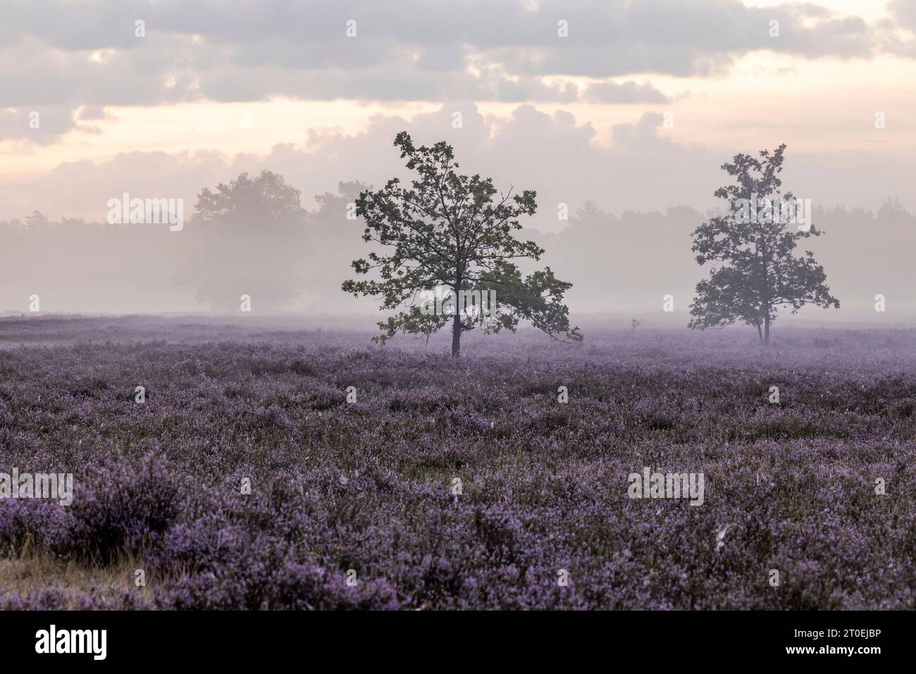 Le paysage de santé Behringer avec lueur matinale Banque D'Images