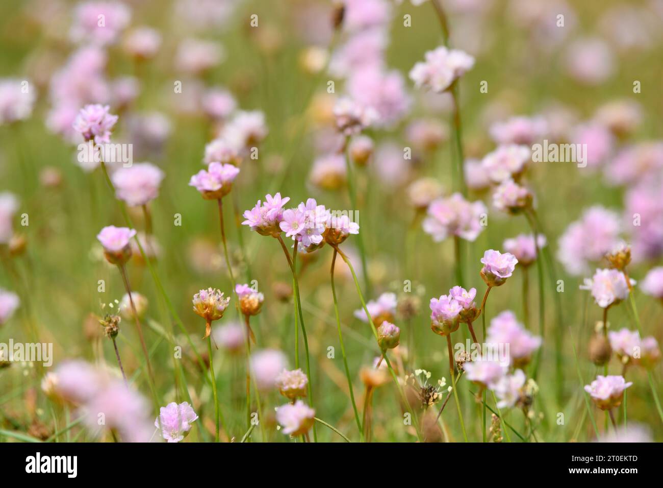 Fleur de champ à floraison rose. Banque D'Images