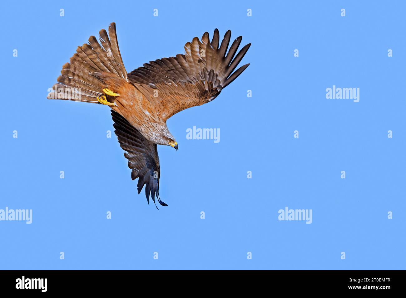 Cerf-volant noir swooping (Milvus migrans) oiseau de proie en vol contre le ciel bleu en été Banque D'Images