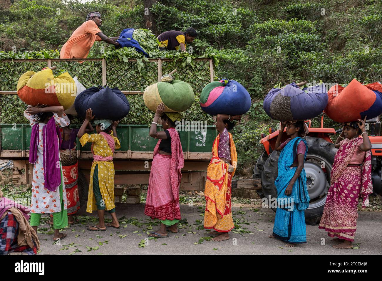 Travailleuses dans une plantation de thé à Sylhet, Bangladesh Banque D'Images