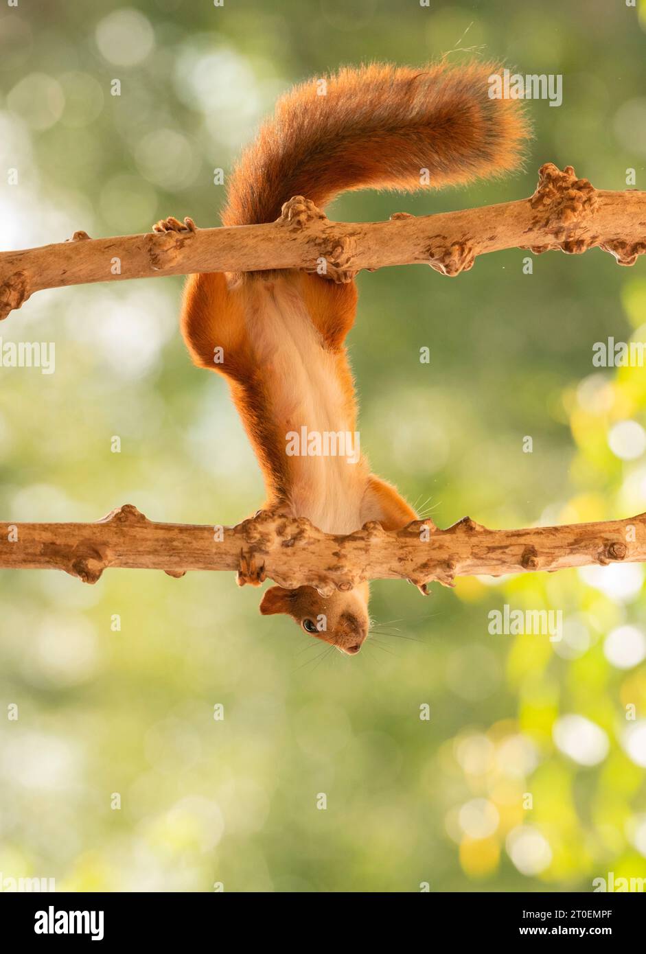 Écureuil rouge sur les branches suspendues à l'envers Banque D'Images