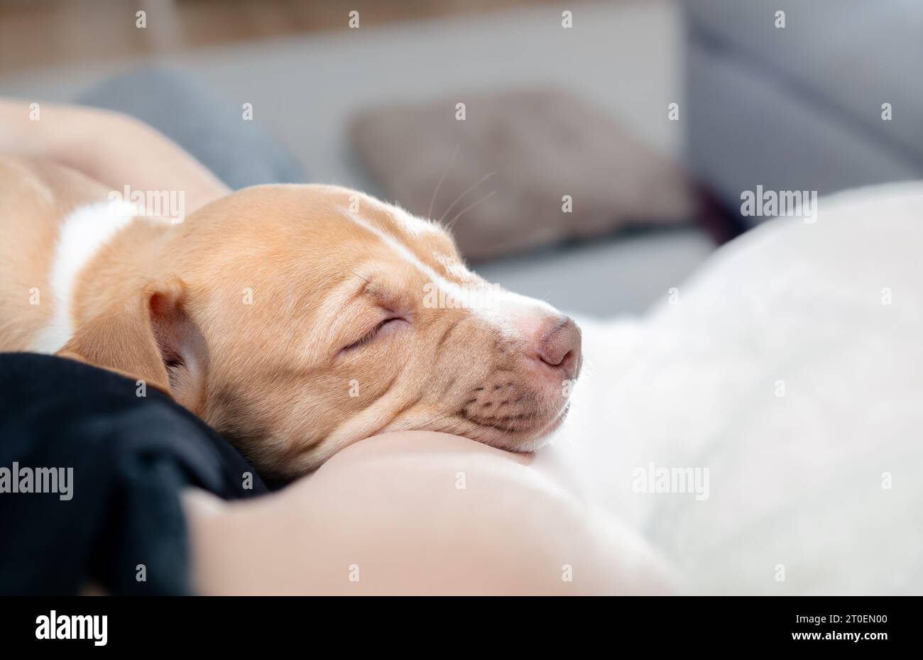 Chiot mignon dormant sur propriétaire d'animal de compagnie dans le salon. Chien chiot épuisé se sentant en sécurité. Concept pour ramener à la maison chiot ou adoption de chien. Boxer P Banque D'Images