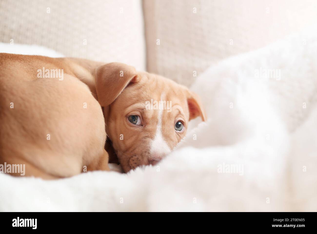 Chiot peu sûr regardant la caméra tout en étant recourbé sur le canapé. Chiot avec langage corporel inquiet. Ramener à la maison un concept d'adoption de chiot ou de chien. Boîte Banque D'Images