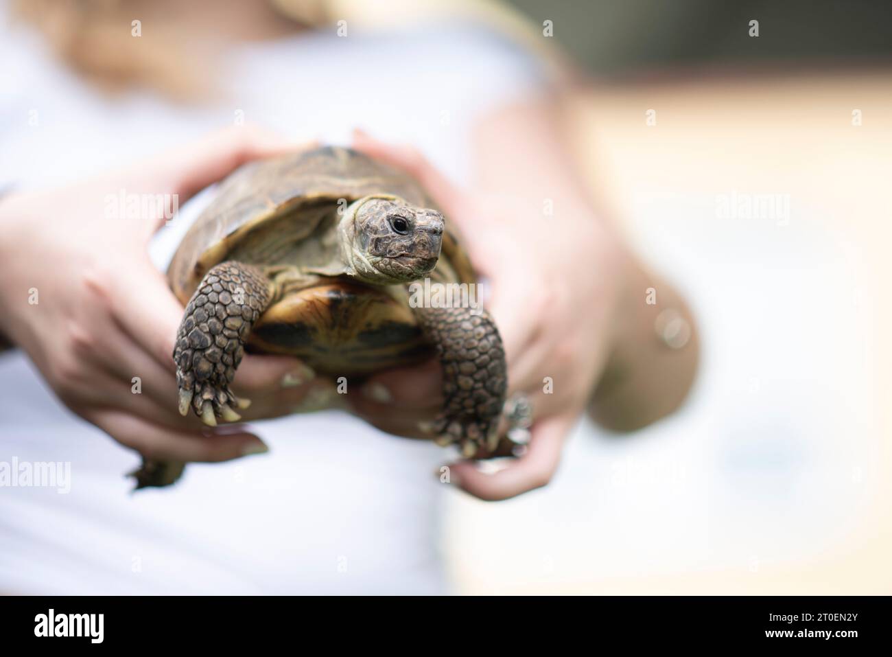 Tortue, tortue à quatre orteils, jeune femme derrière, Allemagne Banque D'Images