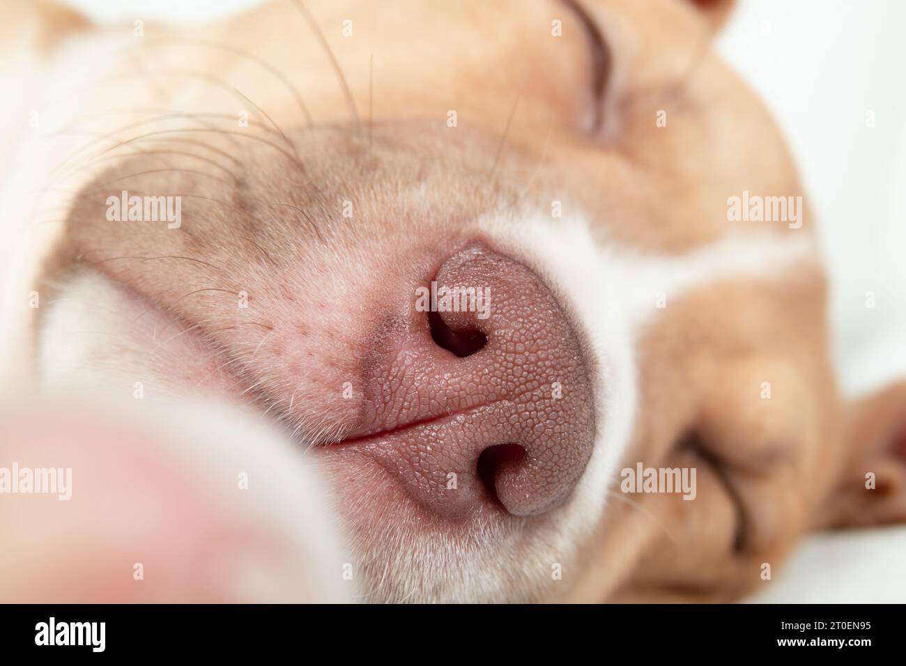 Gros plan du nez et des narines du chiot. Plan de tête d'un chien chiot mignon dormant détendu tout en étant couché sur le côté. Nez rose doux. 9 semaines, femelle Boxer Pit Banque D'Images