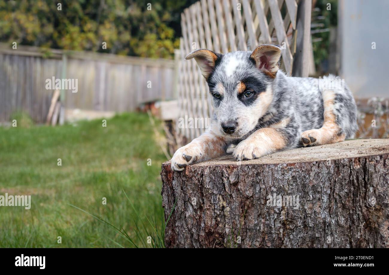 Chiot sur souche d'arbre dans la cour arrière. Chien chiot mignon prenant une pause de jouer tout en étant allongé sur une grosse bûche de bois. Noir et blanc 8 semaines bleu heeler pu Banque D'Images