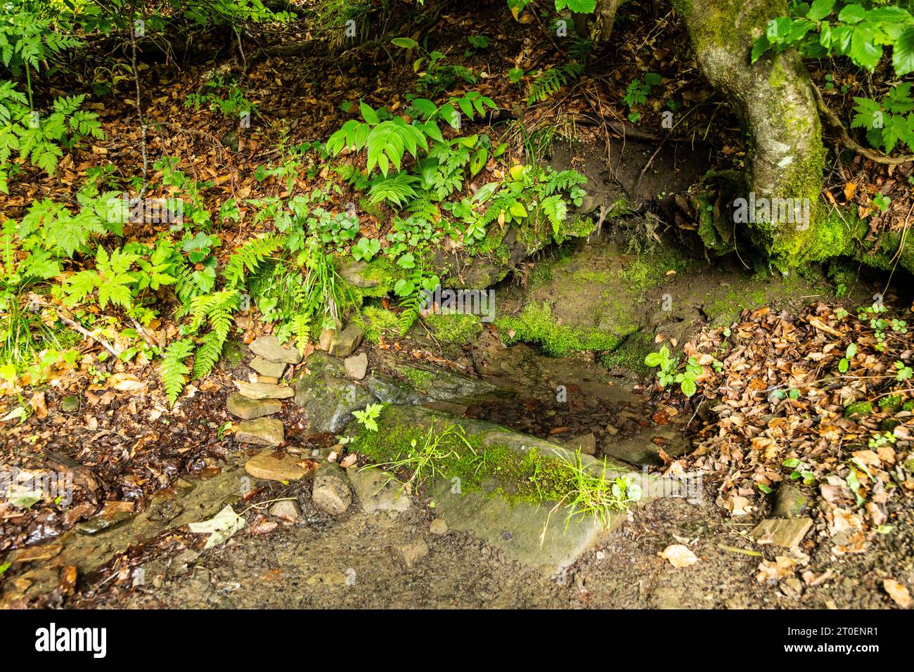 Europe, Pologne, Podkarpackie Voivodeship, Bieszczady, San River, la source de la rivière Banque D'Images