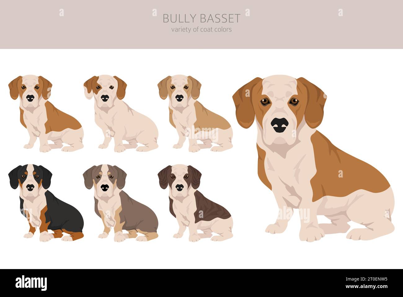 basset de taureau ; chiot ; mélange de basset de bulldog ; balle, basset de taureau, chien ; infographie ; basset chien bulldog, bulldog basset mélange de chien ; bully basset chiot ; i Illustration de Vecteur