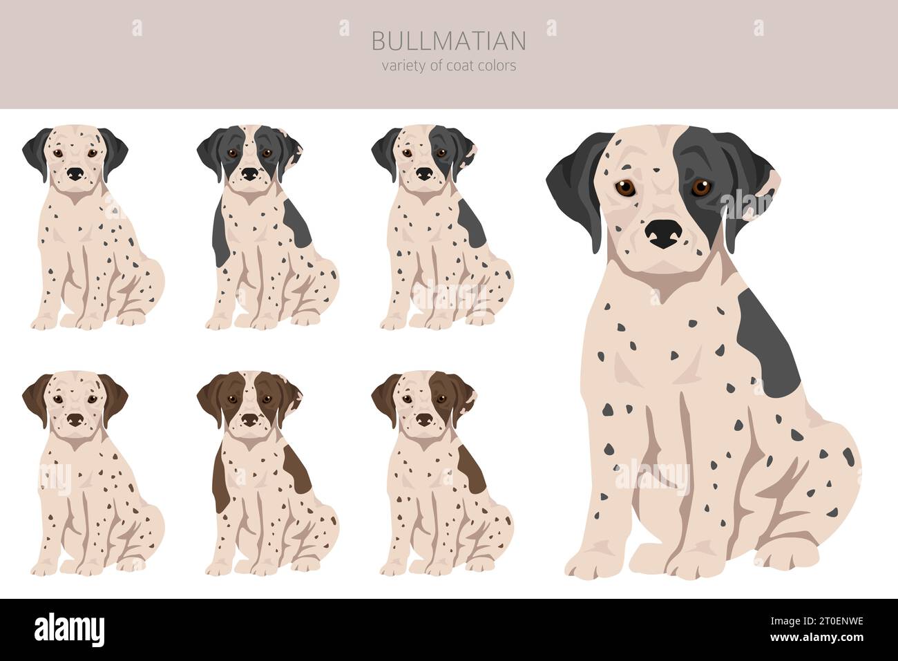 Clipart Bullmatien. Bulldog Dalmatian mix. Ensemble de couleurs de manteau différentes. Illustration vectorielle Illustration de Vecteur