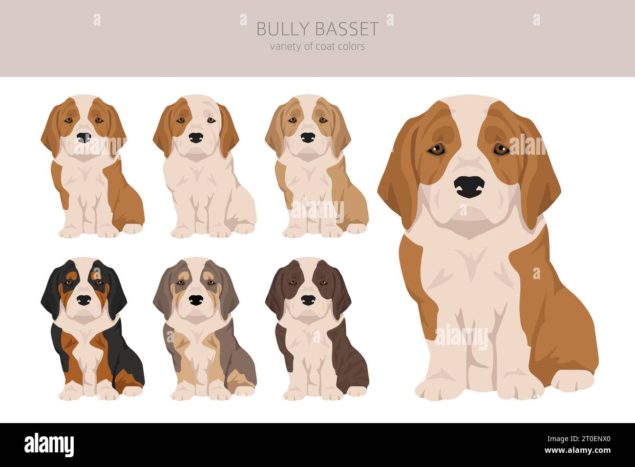 basset de taureau ; chiot ; mélange de basset de bulldog ; balle, basset de taureau, chien ; infographie ; basset chien bulldog, bulldog basset mélange de chien ; bully basset chiot ; i Illustration de Vecteur