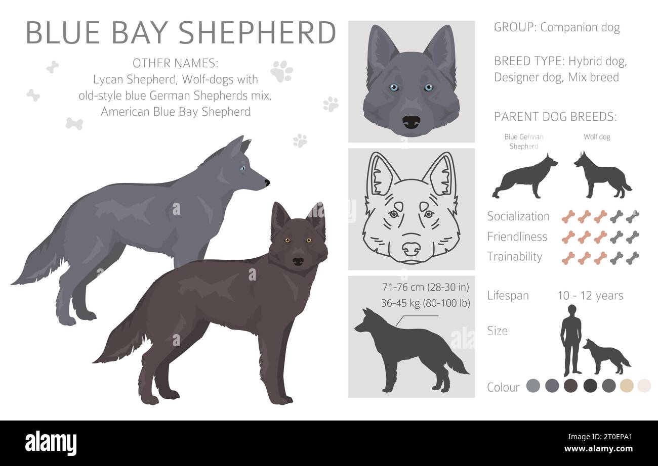 Clipart de Blue Bay Shepherd. Mélange de chien de loup Blue Shepherd. Ensemble de couleurs de manteau différentes. Illustration vectorielle Illustration de Vecteur