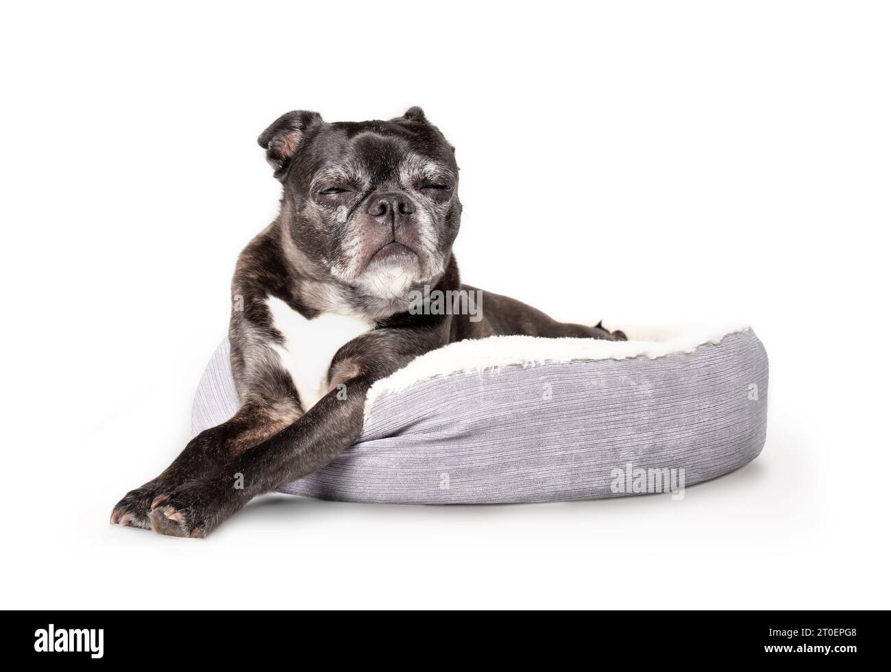 Chien noir isolé dormant dans un lit de chien. Corps entier du chien âgé couché confortablement avec les pattes étirées et les yeux fermés. 9 ans femelle boston t Banque D'Images