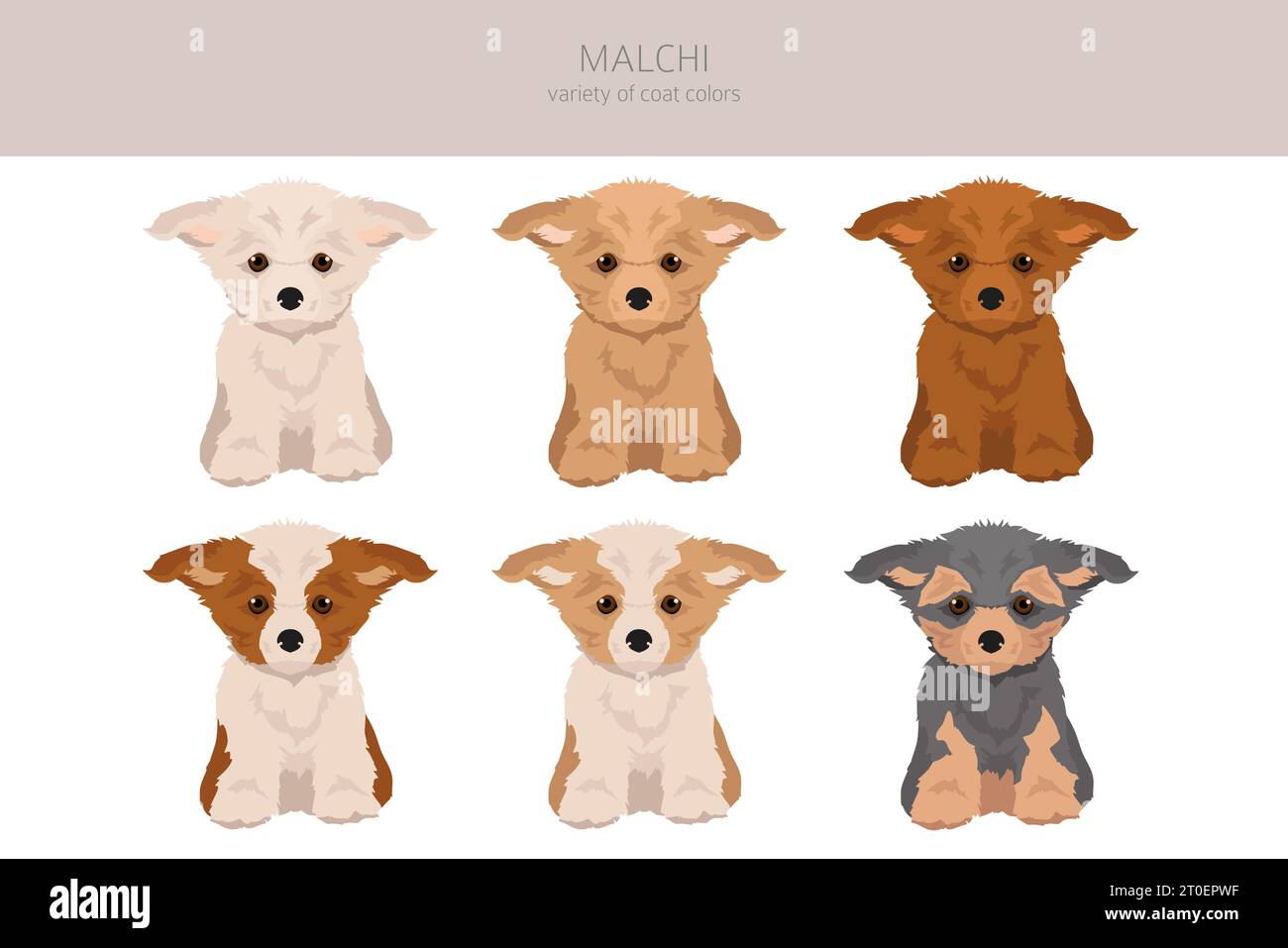 Malchi Clipart. Mélange maltais de Chihuahua. Ensemble de couleurs de manteau différentes. Illustration vectorielle Illustration de Vecteur