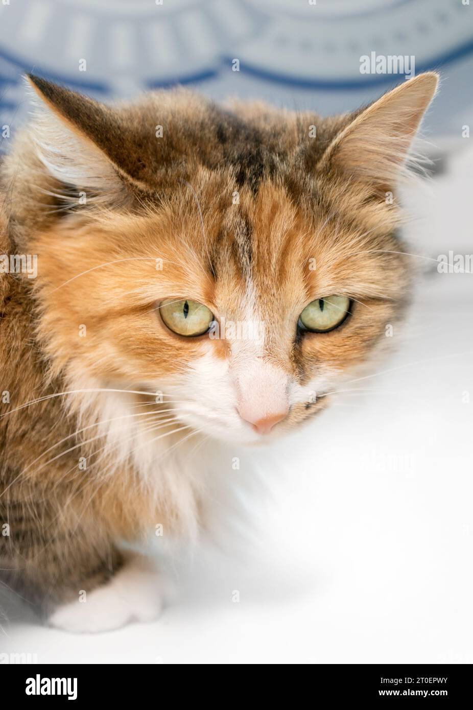 Chat moelleux regardant la caméra avec les yeux jaunes regardants ou flagrants tout en s'accroupant sur le sol. Langage corporel agacé ou en colère. Mignon orange noir et blanc Banque D'Images