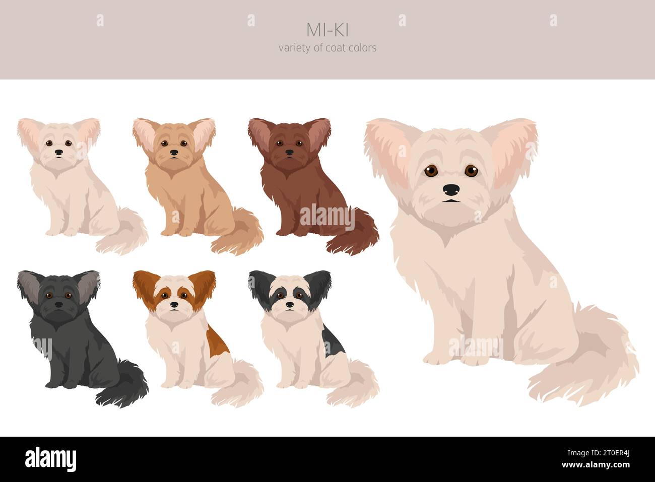 Mi-Ki chien clipart. Toutes les couleurs de manteau définies. Infographie des caractéristiques de toutes les races de chiens. Illustration vectorielle Illustration de Vecteur