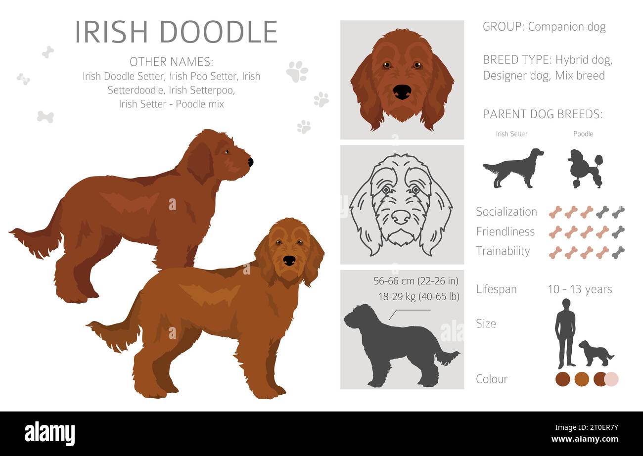 Irishdoodle clipart. Mélange irlandais pour caniche Setter. Ensemble de couleurs de manteau différentes. Illustration vectorielle Illustration de Vecteur