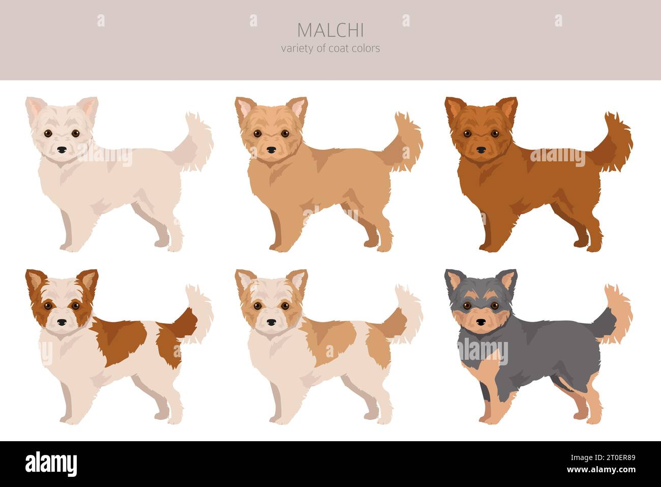 Malchi Clipart. Mélange maltais de Chihuahua. Ensemble de couleurs de manteau différentes. Illustration vectorielle Illustration de Vecteur