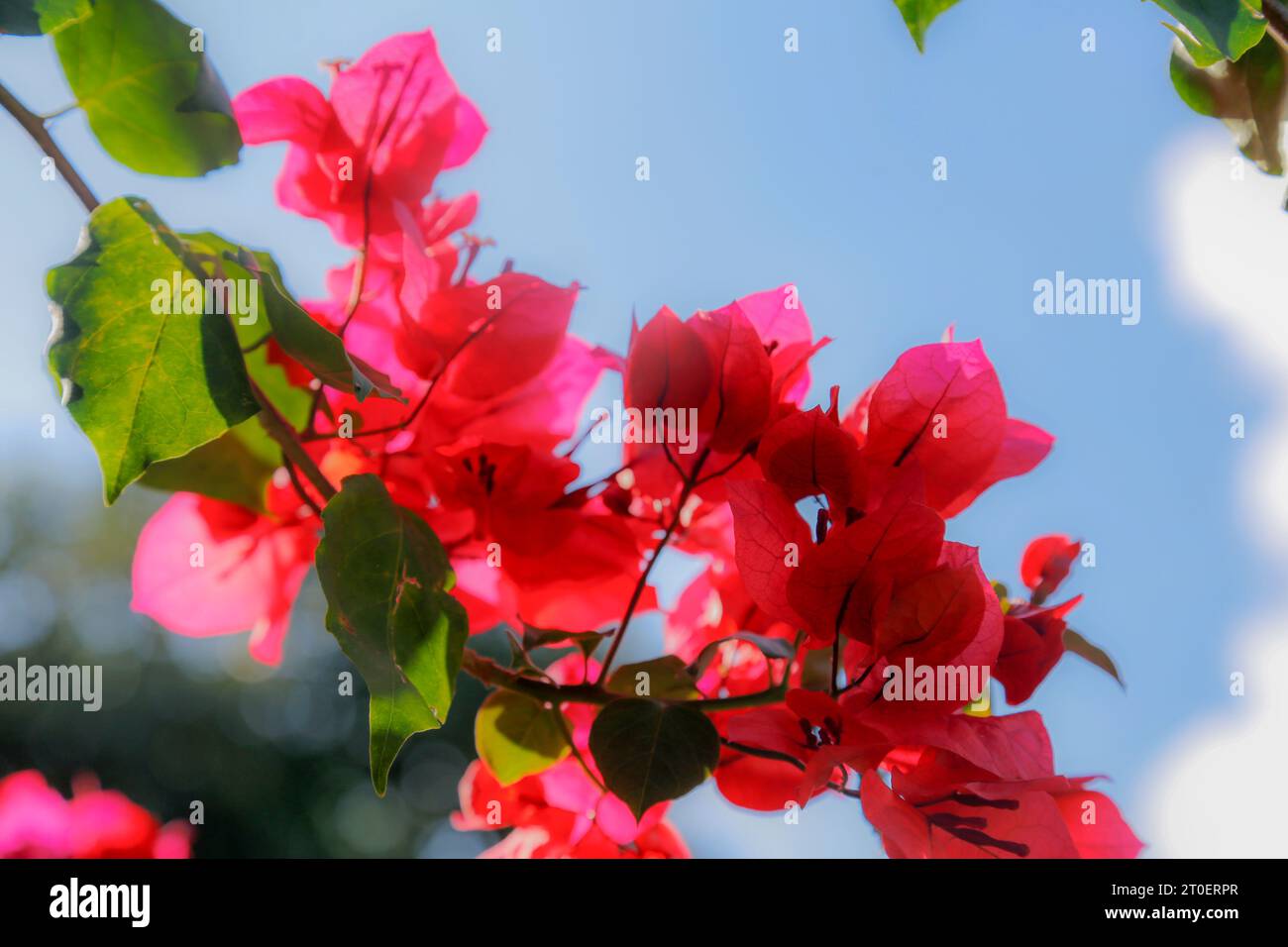 Des bougainvilliers dans mon jardin Banque D'Images