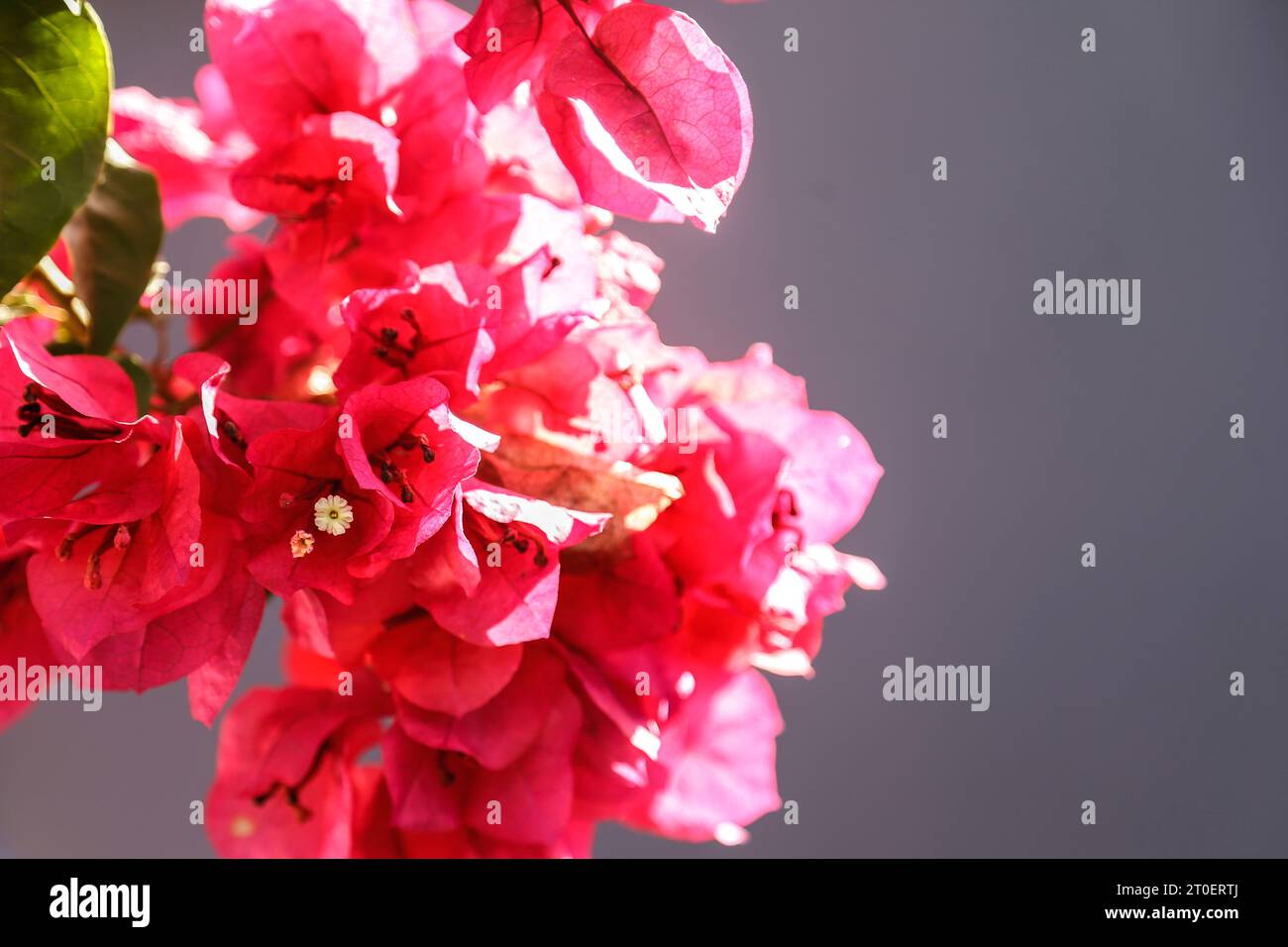 Des bougainvilliers dans mon jardin Banque D'Images