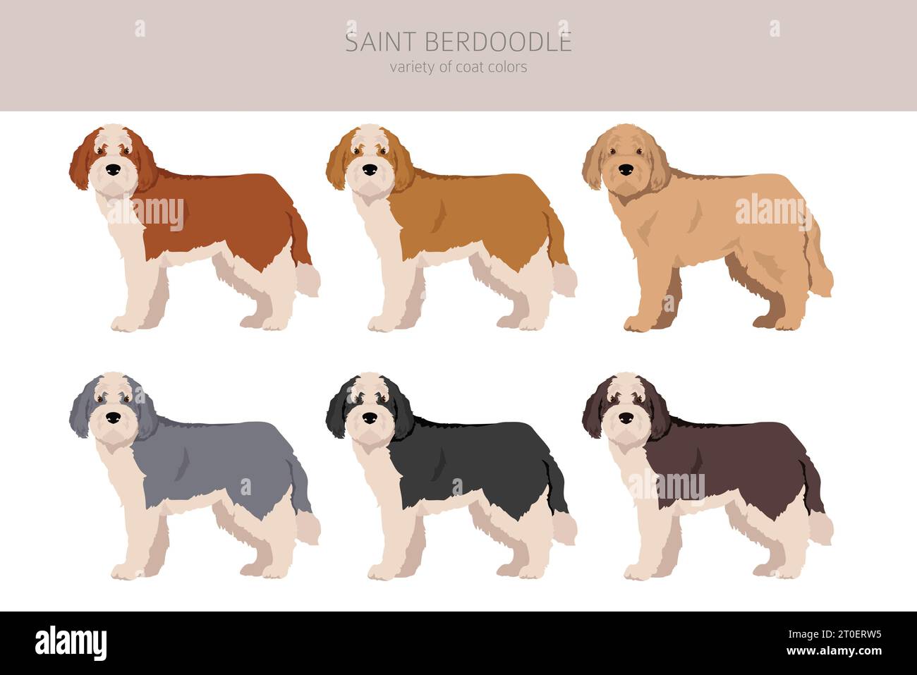 Saint Berdoodle Clipart. Mélange caniche Saint Bernard. Ensemble de couleurs de manteau différentes. Illustration vectorielle Illustration de Vecteur