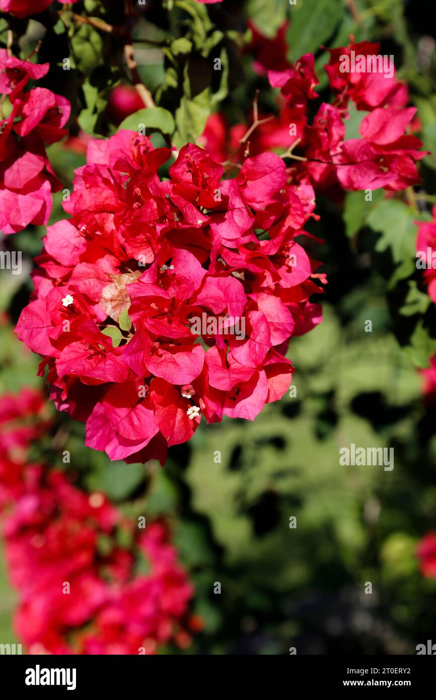 Des bougainvilliers dans mon jardin Banque D'Images