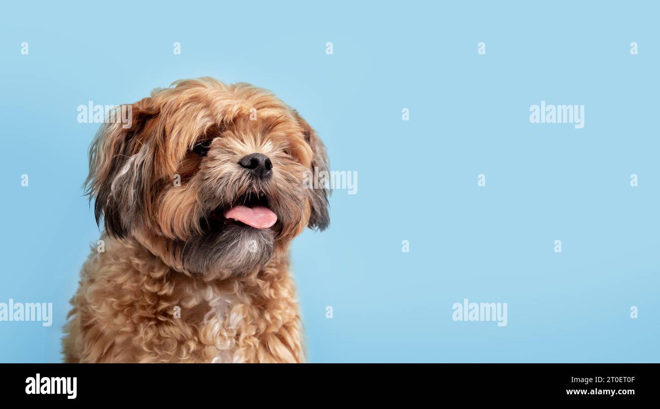 Chien Zuchon heureux sur fond bleu. Petit chien brun moelleux haletant avec la langue rose dehors tout en regardant la caméra. 3 ans mâle Shichon, Shih Tzu-B. Banque D'Images