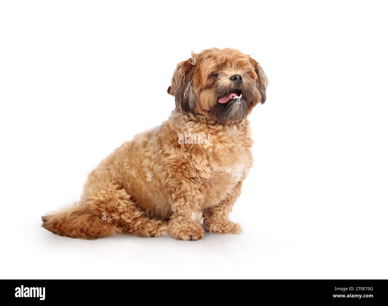 Chien Shichon isolé assis avec la langue rose. Vue latérale d'un petit chien brun moelleux en attente. En surpoids ou lourd, 3 ans mâle Zuchon, Shih Tzu-Bic Banque D'Images