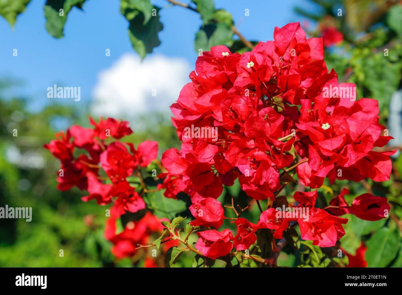 Des bougainvilliers dans mon jardin Banque D'Images