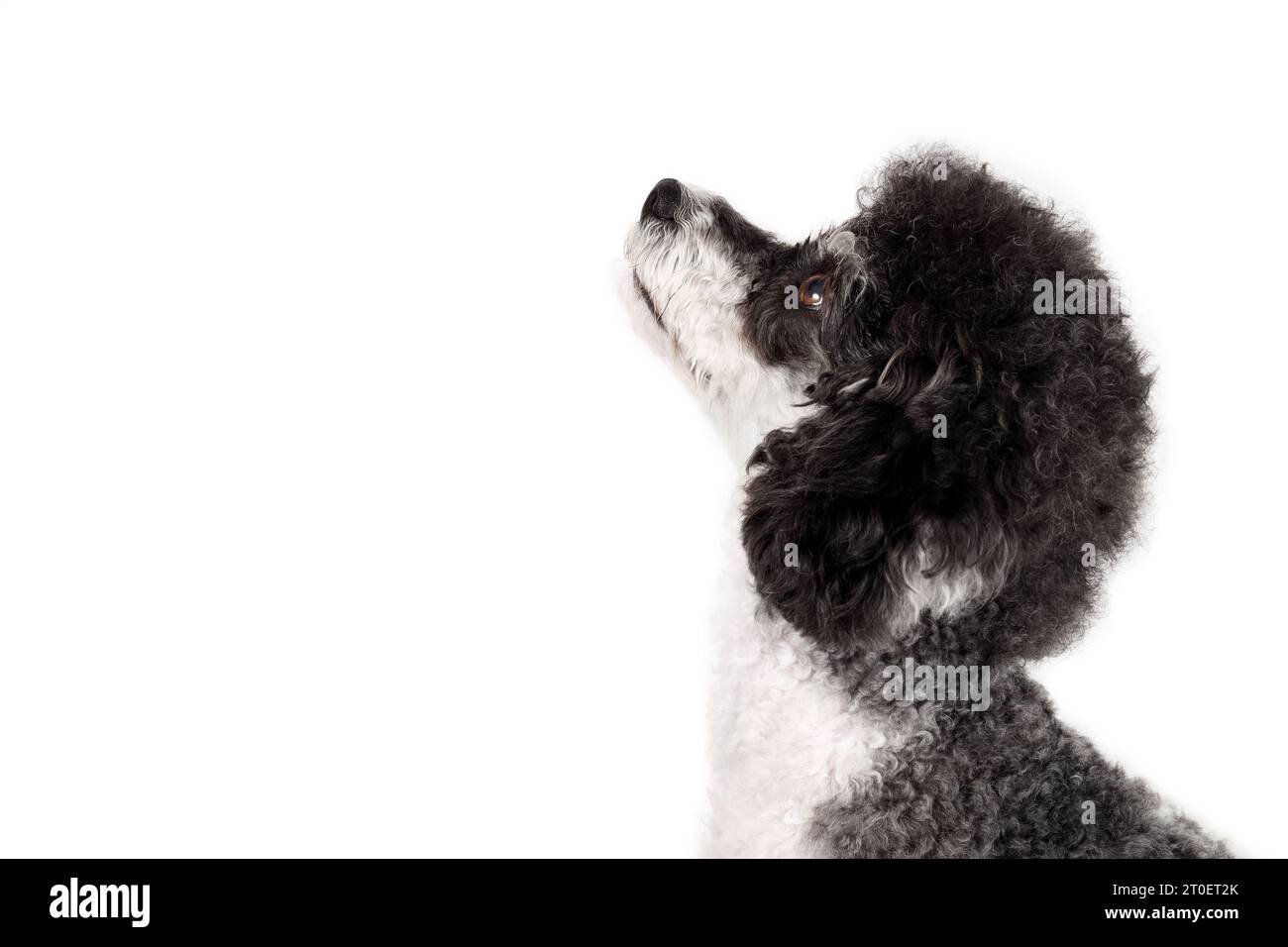 Vue de profil de chien regardant vers le haut sur fond blanc. Mignon chien caniche noir et blanc regardant quelque chose, attendant la nourriture ou la formation d'obéissance. FEMA Banque D'Images