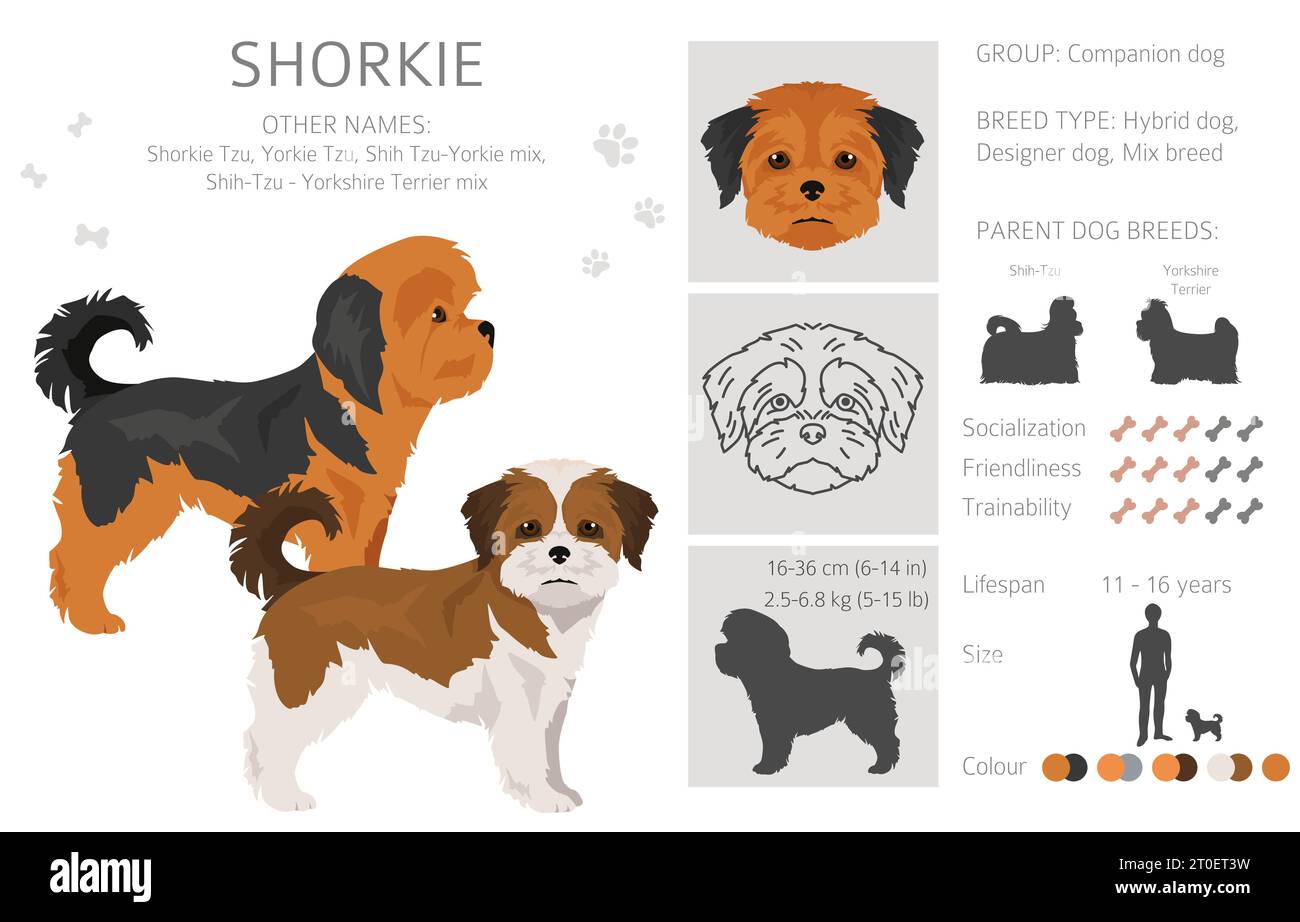 Shorkie clipart. Shih-Tzu Yorkshire terrier mix. Ensemble de couleurs de manteau différentes. Illustration vectorielle Illustration de Vecteur
