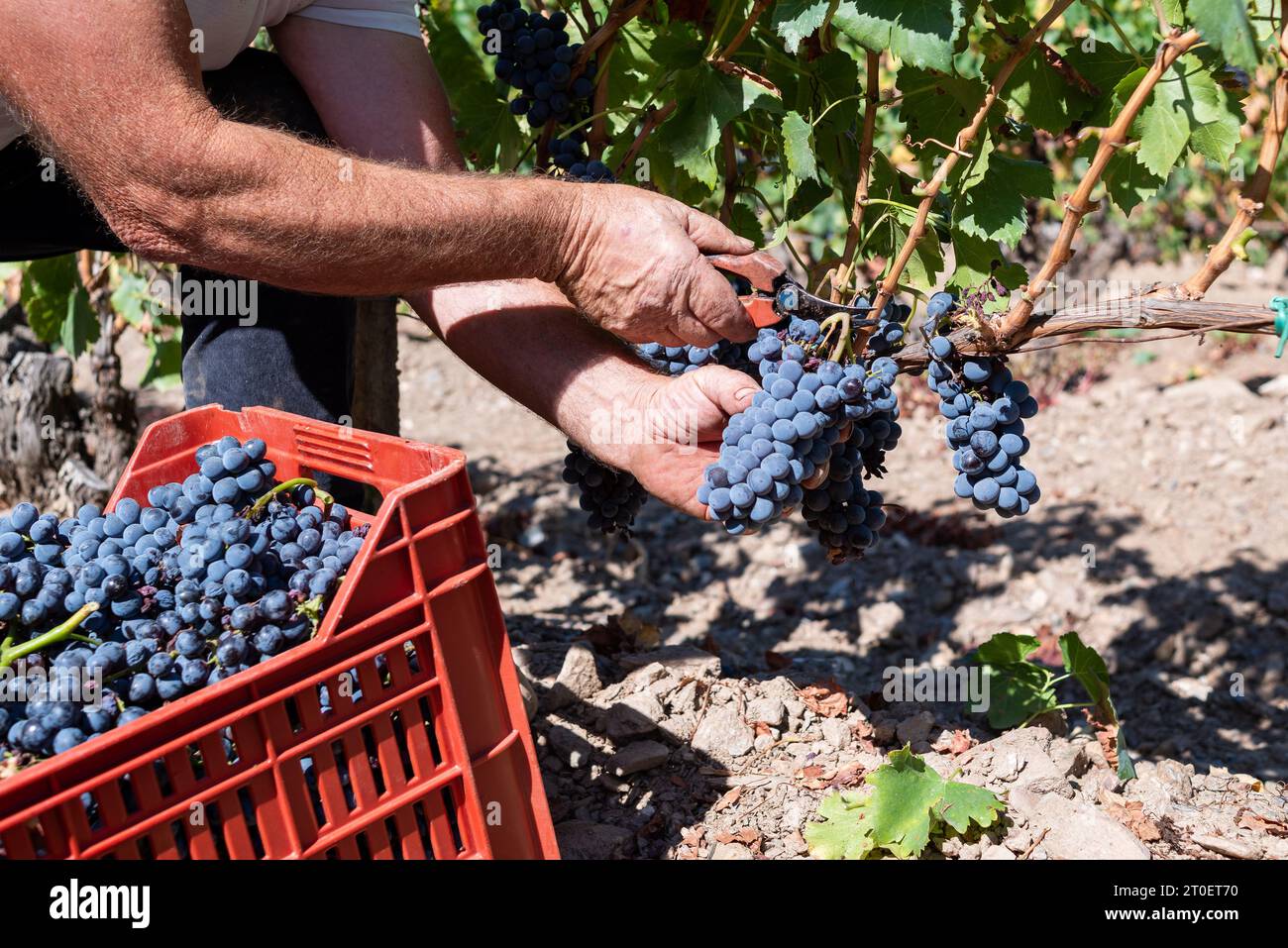 Raisins de Cannonau. Agriculteur moissonnant manuellement les grappes de raisins avec des ciseaux. Agriculture traditionnelle. Sardaigne. Banque D'Images