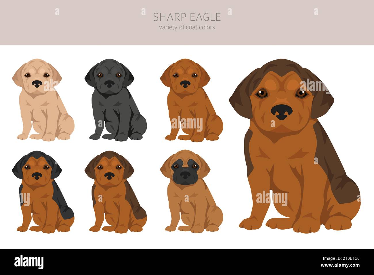 Clipart Sharp Eagle. Shar Pei - mélange Beagle. Ensemble de couleurs de manteau différentes. Illustration vectorielle Illustration de Vecteur