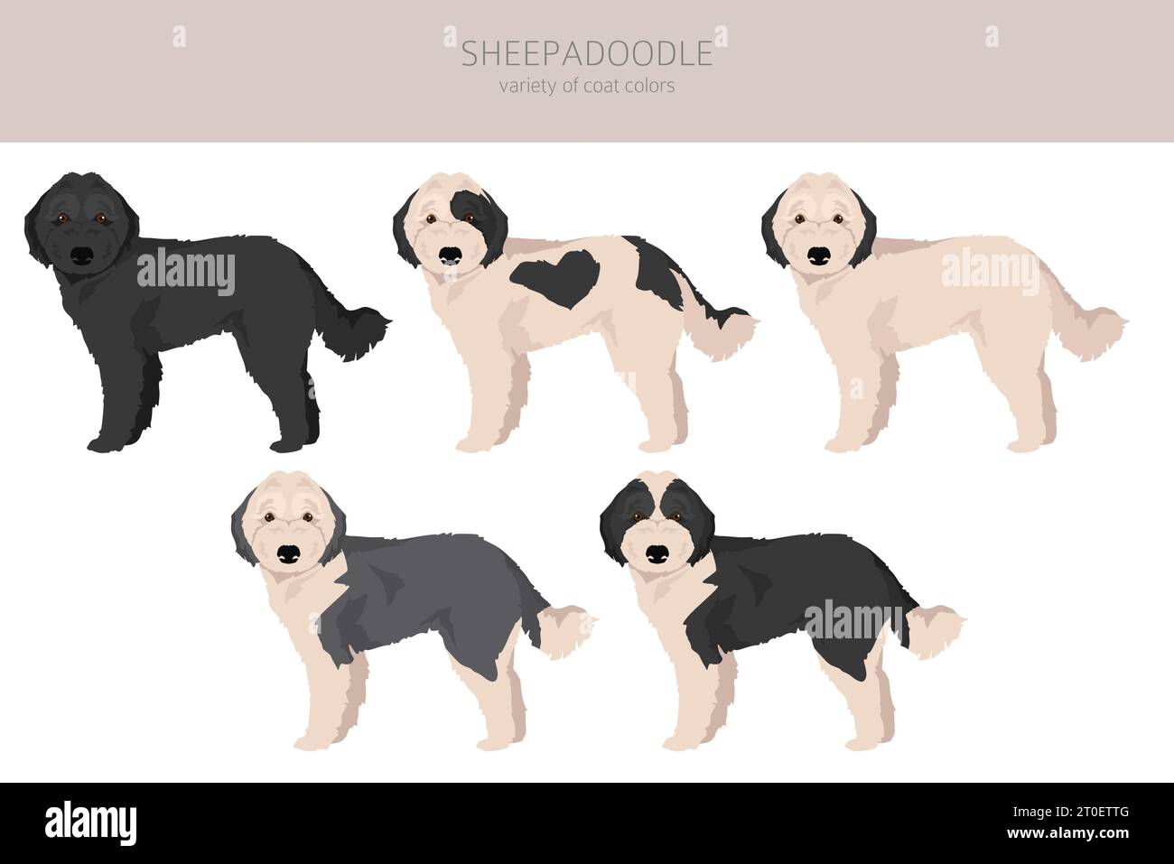 Clipart Sheepadoodle. Mélange pour caniche à motif chien de berger anglais. Ensemble de couleurs de manteau différentes. Illustration vectorielle Illustration de Vecteur