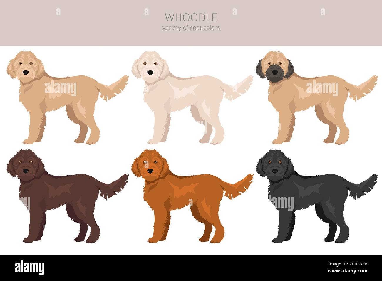 Whoodle clipart. Mélange pour caniche Wheaten terrier. Ensemble de couleurs de manteau différentes. Illustration vectorielle Illustration de Vecteur