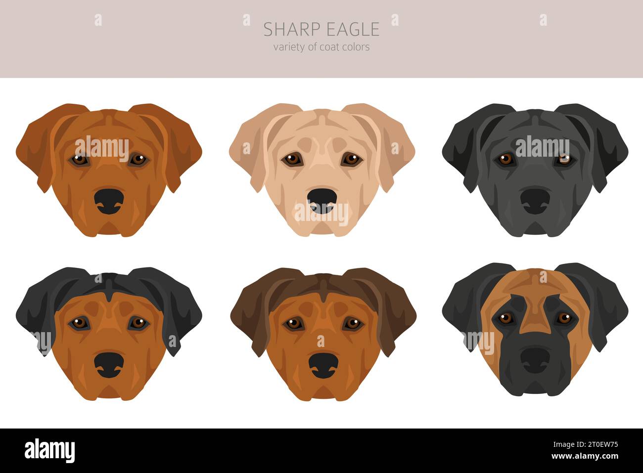 Clipart Sharp Eagle. Shar Pei - mélange Beagle. Ensemble de couleurs de manteau différentes. Illustration vectorielle Illustration de Vecteur