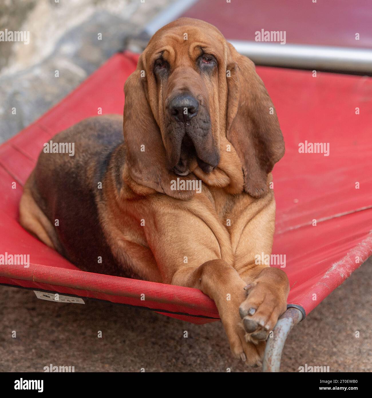Chien de chasse Banque D'Images