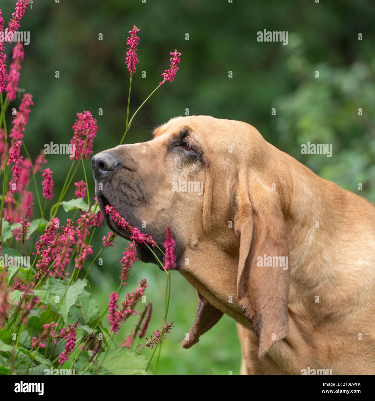 Chien Bloodhound reniflant des fleurs Banque D'Images