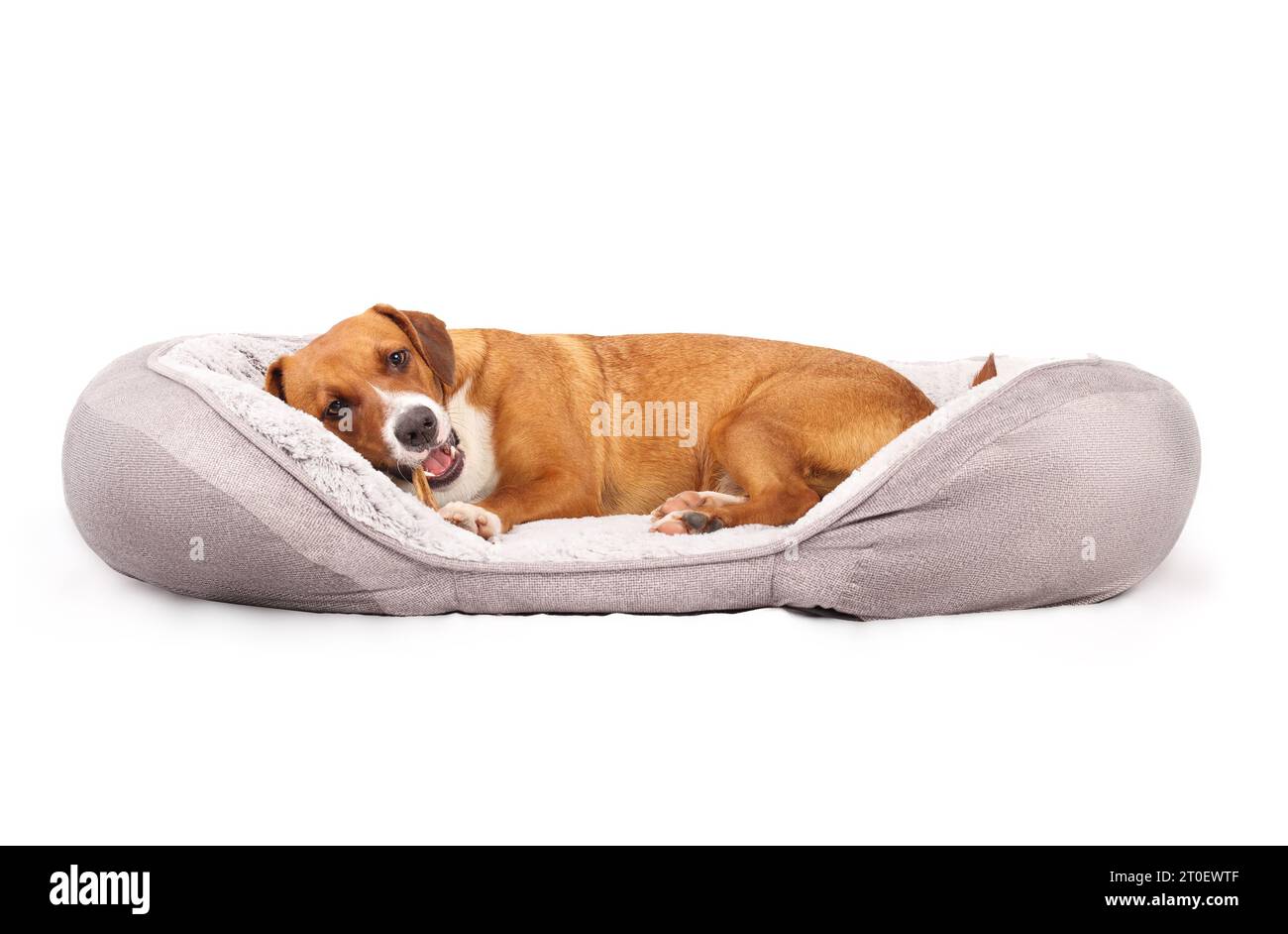 Chien avec bois mâché dans la bouche tandis que le chien allongé dans le lit de chien. Chiot heureux avec le langage corporel contenu. Petit bois de cerf à queue noire pour mâcher fort. 1 ans Banque D'Images