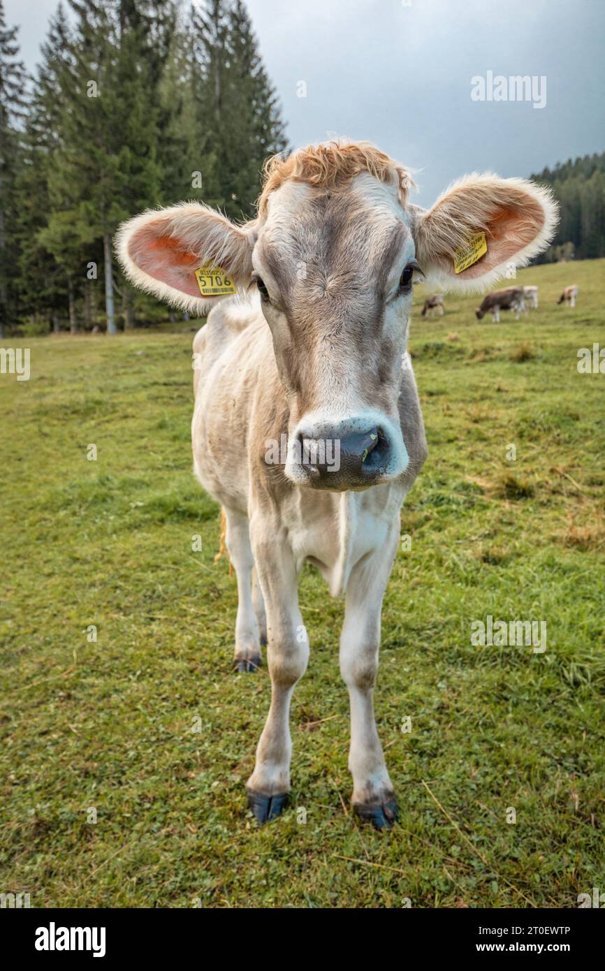 Italie, Vénétie, province de Belluno, San Nicolò di Comelico, pâturage des vaches dans les pâturages alpins Banque D'Images