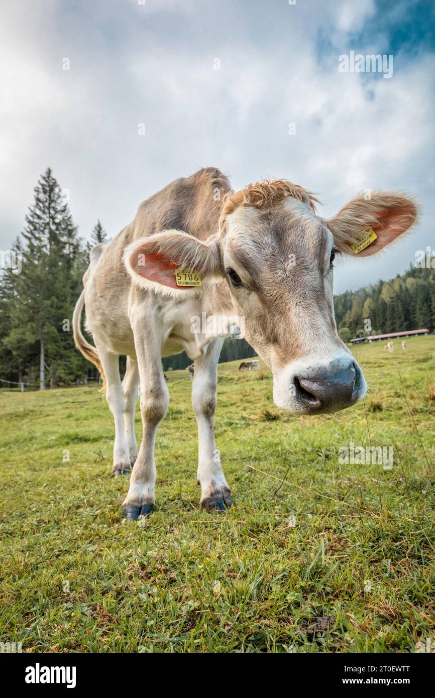 Italie, Vénétie, province de Belluno, San Nicolò di Comelico, pâturage des vaches dans les pâturages alpins Banque D'Images